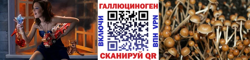 KRAKEN Гусиноозёрск Псилоцибиновые грибы мицелий